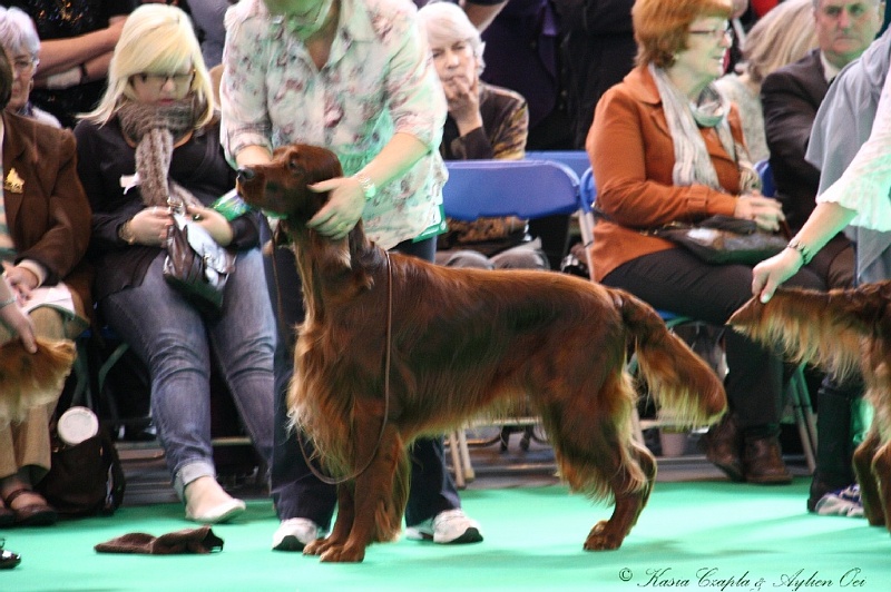 Crufts2011 547.jpg